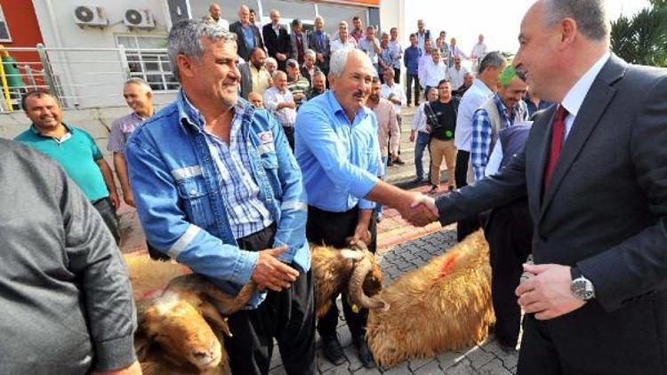 Osmaniyede 80 yetiştiriciye damızlık koç dağıtıldı