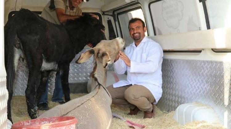 Mardinde ayakları kırık eşekler, tedavi için İstanbula gönderildi