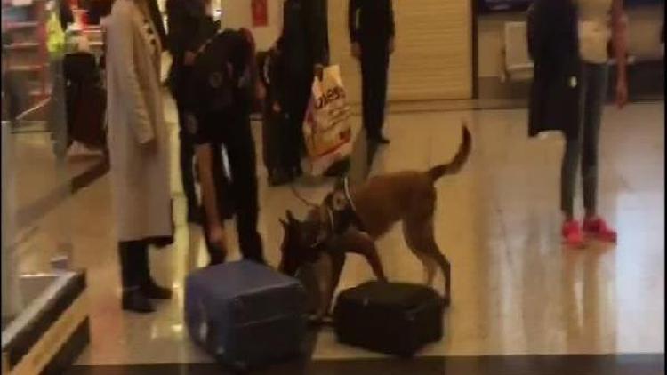 Alman yolculara havalimanında köpekli arama