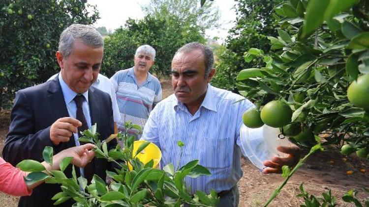 Biyoteknik tuzak kullanılan alanlarda inceleme