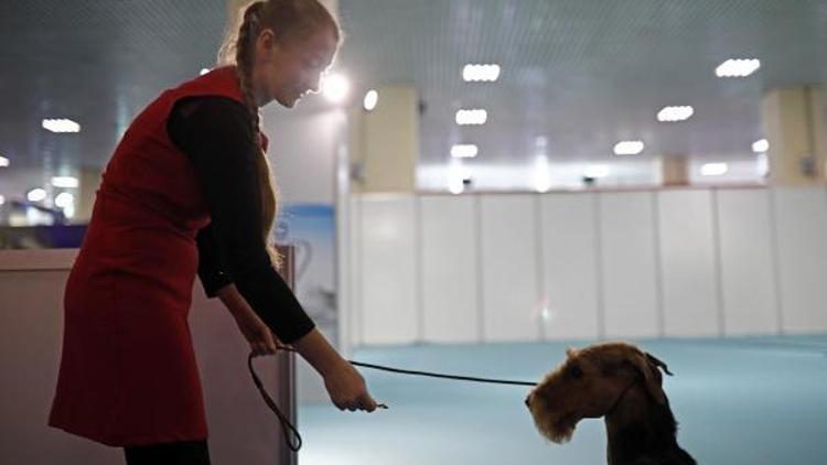 118 kiloluk dev mastif fuarın ilgi odağı oldu