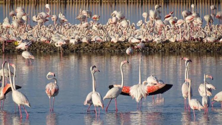 Flamingo adasında 18 bini aşkın yuva sayıldı