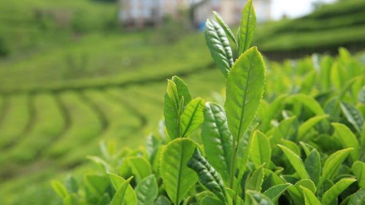 Kilosu 4 bin 500 lirayı bulan beyaz çay üretimi, talepleri karşılamadı