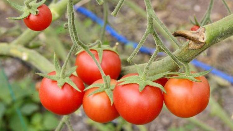 BAİB Başkanı Satıcı: Rusyaya 300 bin ton domates ihracı sıfıra indi