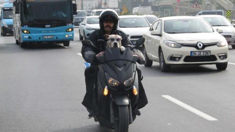 Zıpkın köpeğin motosiklet tutkusu