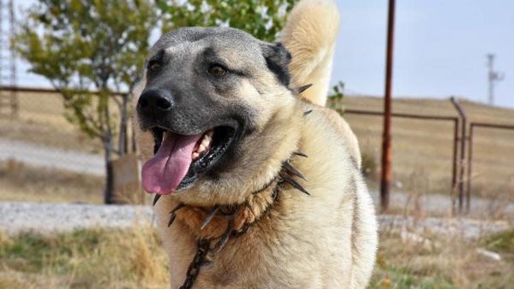 Kangal köpekleri, sınır karakollarında görev alacak