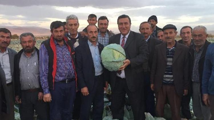CHP Milletvekili Gürer: Lahana para etmedi, üretici perişan oldu”
