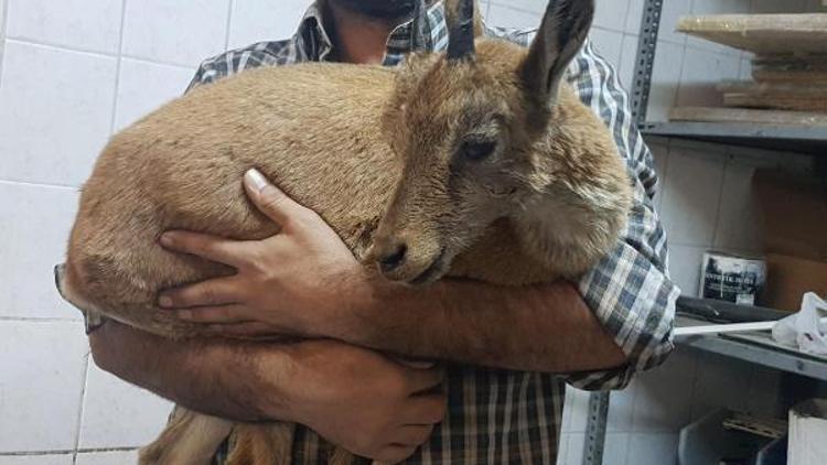 Geçici körlük yaşayan yavru dağ keçisi tedavi altına alındı