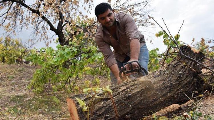 Malatyada üretici 2 milyon kayısı ağacını kesti
