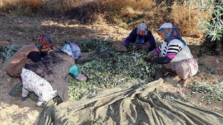 Burhaniye Belediyesi zeytin hasadına başladı