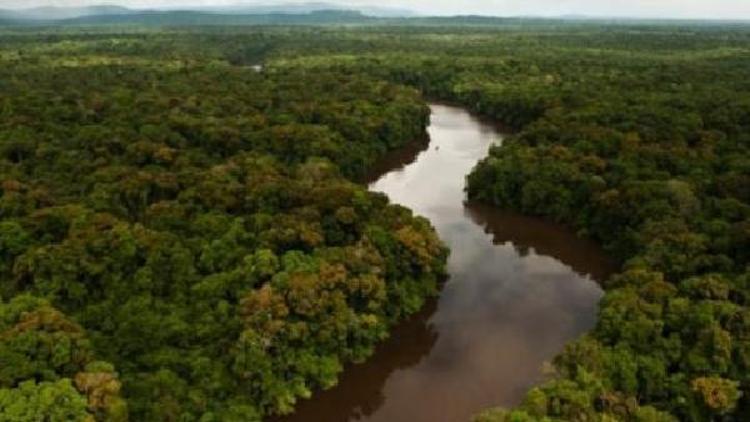 Amazon ormanlarına 73 milyon ağaç dikilecek