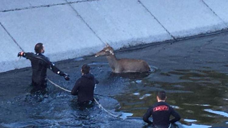 Kanala düşen anne geyik ve yavrusu kurtarıldı