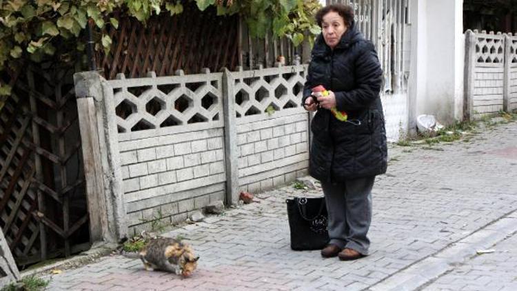 Kediye kemerle vuran komşusunu, özür dileyince affetti