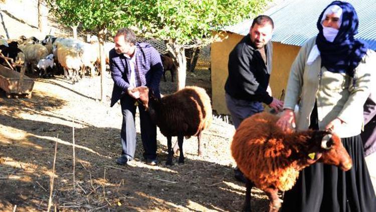 Muşta ağıldaki koyunlara kurtlar saldırdı: 10 koyun telef oldu, 25i yaralandı