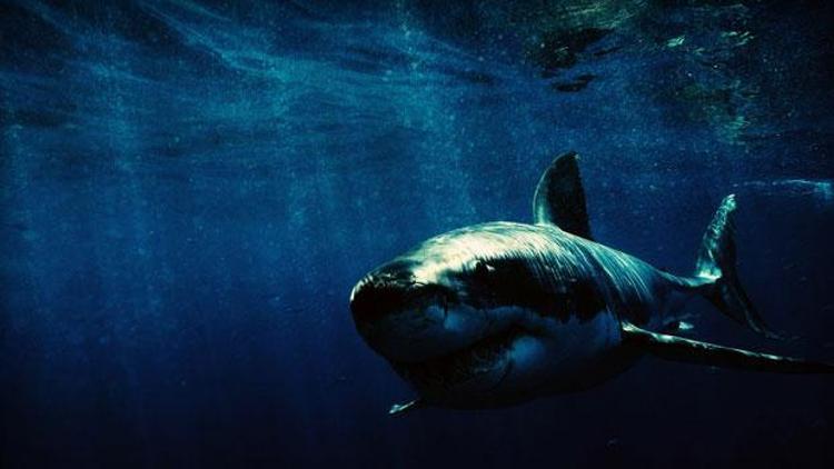 Almanya’da nesli tükenmekte olan köpekbalıkları öldü