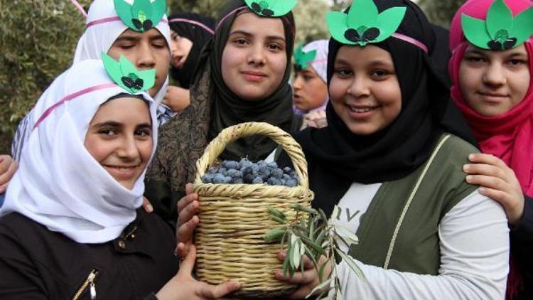 Suriyeli yetimler zeytin topladı