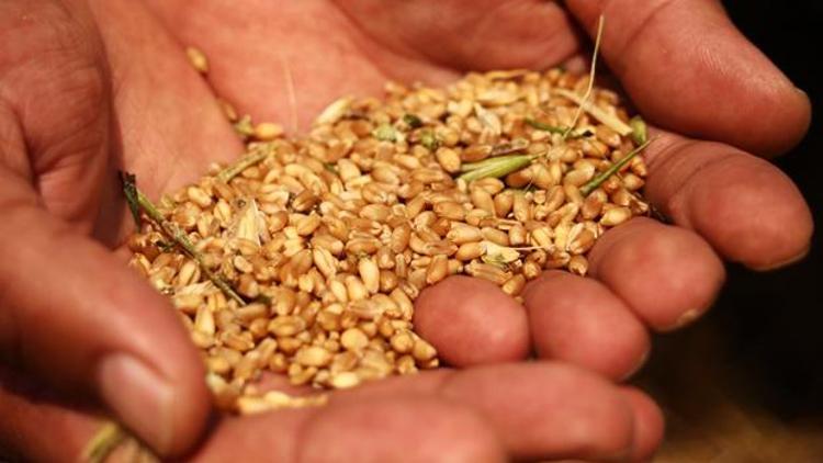 TMO 230 bin ton ekmeklik buğday ithal edecek