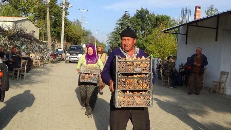 Çam melkisi, köylülerin gelir kapısı oldu