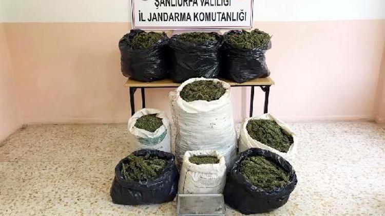 Şanlıurfada 83 kilo esrara 3 gözaltı