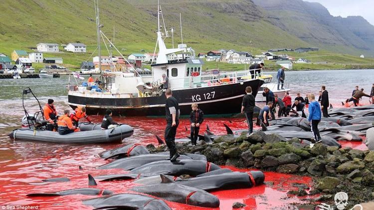 Danimarkada balina katliamı