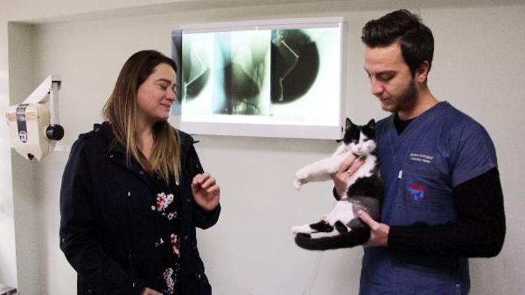 Boluda av tüfeği ile vurulan 3 kedi yaralandı, 1 köpek telef oldu