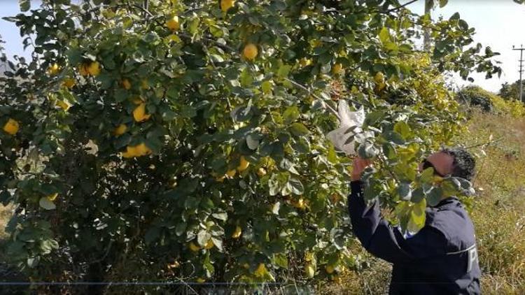 Ağaçtan ayva kopardı, yerine para bıraktı