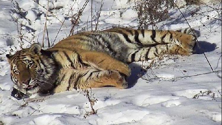 Sürgüne gönderilen kaplan geri döndü