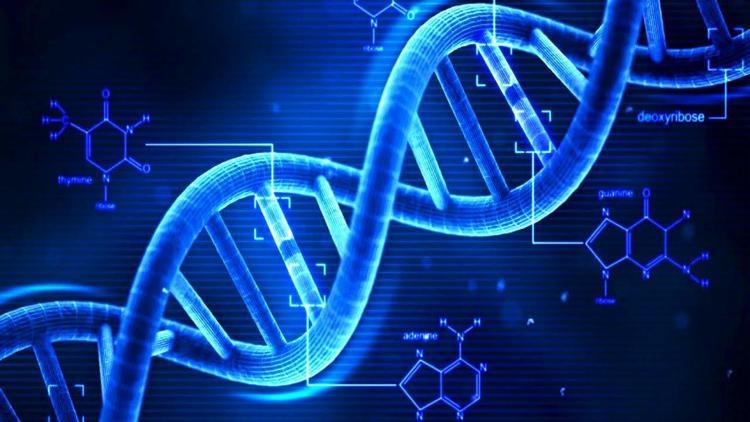 Kendi kendine oluşabilen DNA zincirleri geliştirildi