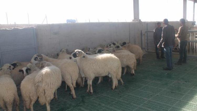Üniversite hayvancılığı bırakan köylülere koyun dağıttı