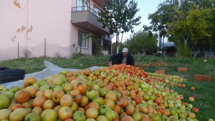 Çanakkalede domates üreticisi umduğunu bulamadı