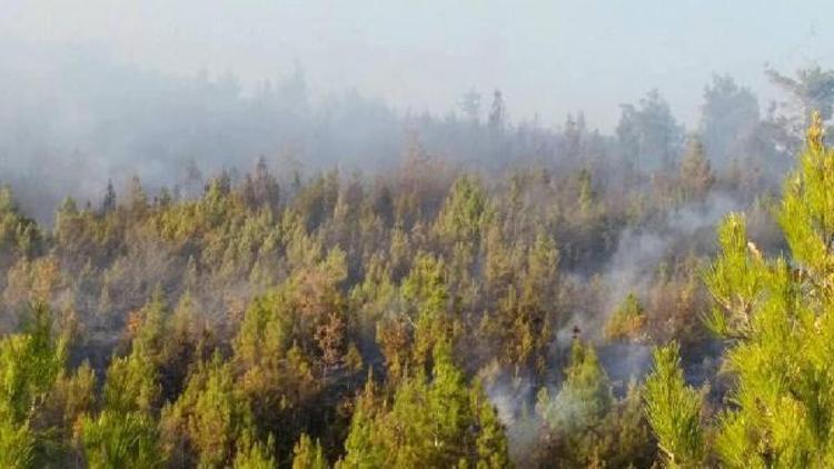 Alevler, Acıpayamda 1,5 hektar kızılçam ormanını küle çevirdi