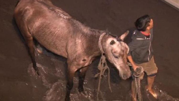 Dereye düşen at itfaiye ekipleri tarafından kurtarıldı(ÖZEL)