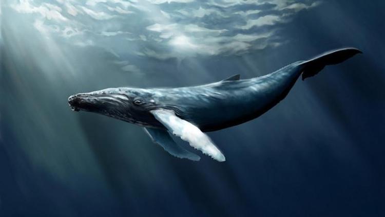 Whatsapptan gelen mavi balina tehlikesi