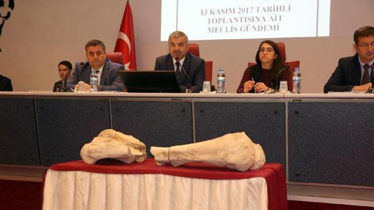 Başkan Çelik: 10 milyon yıl önce Yamula civarında yaşayan fosil bulundu