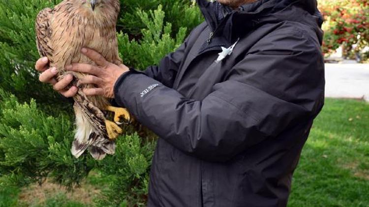 Burdurda ilk kez balık baykuşu görüldü