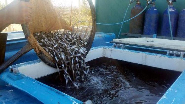 Atatürk ve Karakaya Barajına 1,5 milyon yavru şabut balığı bırakıldı