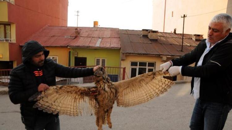 Puhu kuşu, elektrik akımına kapılarak öldü