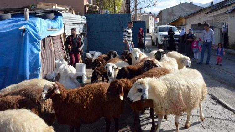 Ağıldan çıkan koyunları, kurtlar telef etti