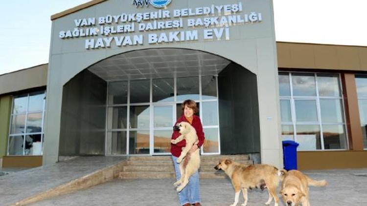 Vanda kulağı kesilen yavru köpeğe, İzmirli iş kadını sahip çıktı