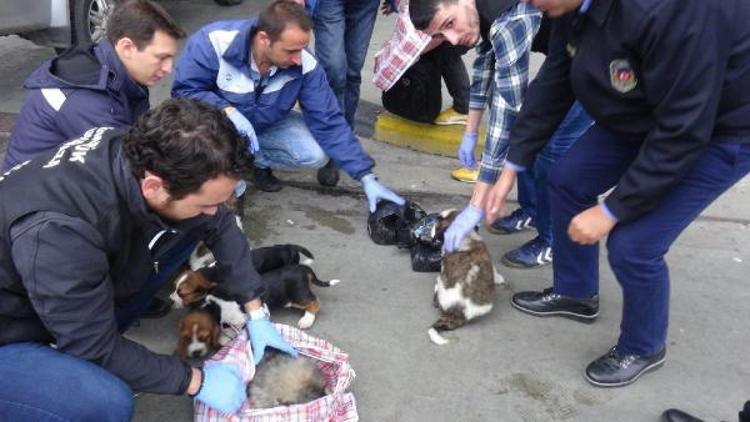 Kapıkulede otomobildeki çantalardan 10 yavru köpek çıktı