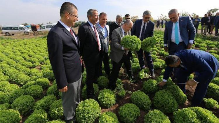 Kışlık sebze üretimi yapan işletmelere ziyaret