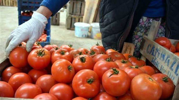 Domateste yaz kaybını depo ürünüyle dengeliyorlar