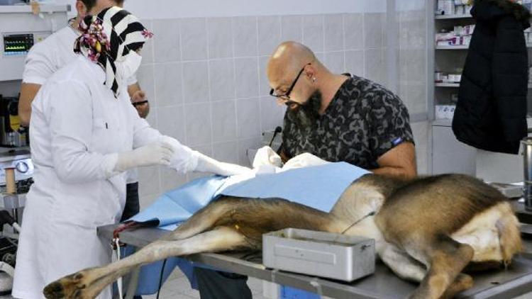 Doğuştan katarakt olan kızıl geyik, ameliyatla görmeye başladı