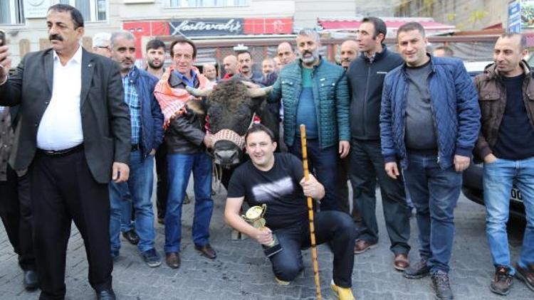 Şampiyon boğa törenle karşılandı