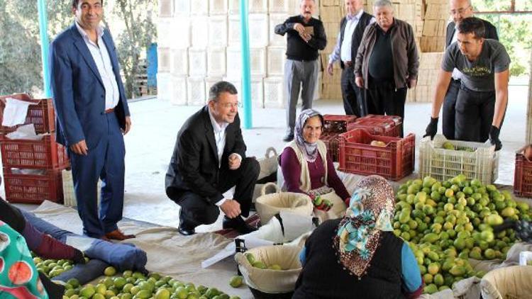 Başkan Turgut narenciye işçilerini ziyaret etti