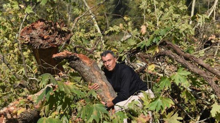 Şelale çağlasın, diye ağaçlar kesiliyor iddiası