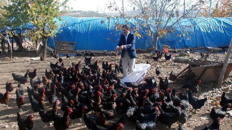 Hobi olarak başladığı tavukçuluğu ticarete dönüştürdü