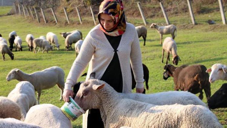 Şehirden köye dönüp, hayvancılıkla gelirlerini artırdılar