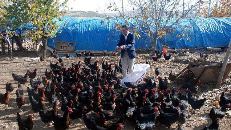 Hobi olarak başladığı tavukçuluğu ticarete dönüştürdü