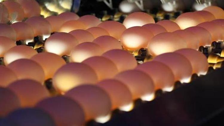 Tavuk eti ve yumurta üretiminde rekora doğru